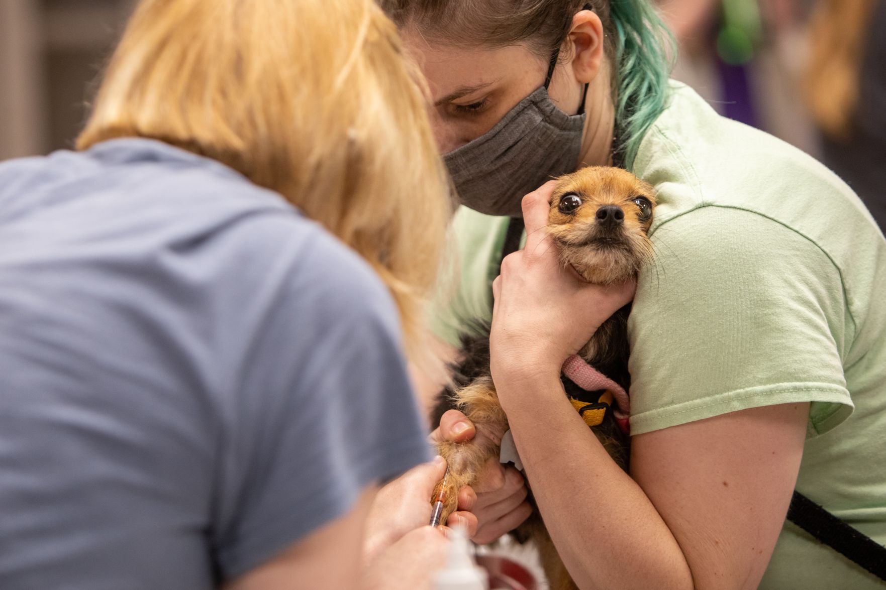 Missouri still No. 1 state for puppy mills